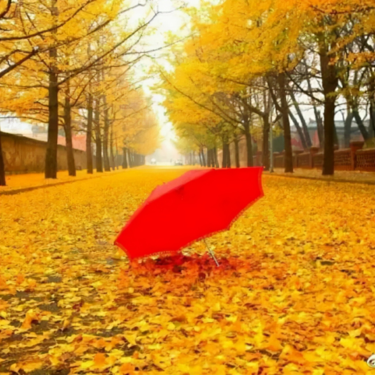 闲愁一场场秋雨,失眠一个个夜晚,优秀作文赏析:《秋雨》