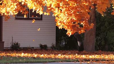 描写秋天的好词、好句、好段、好诗，孩子作文必备素材
