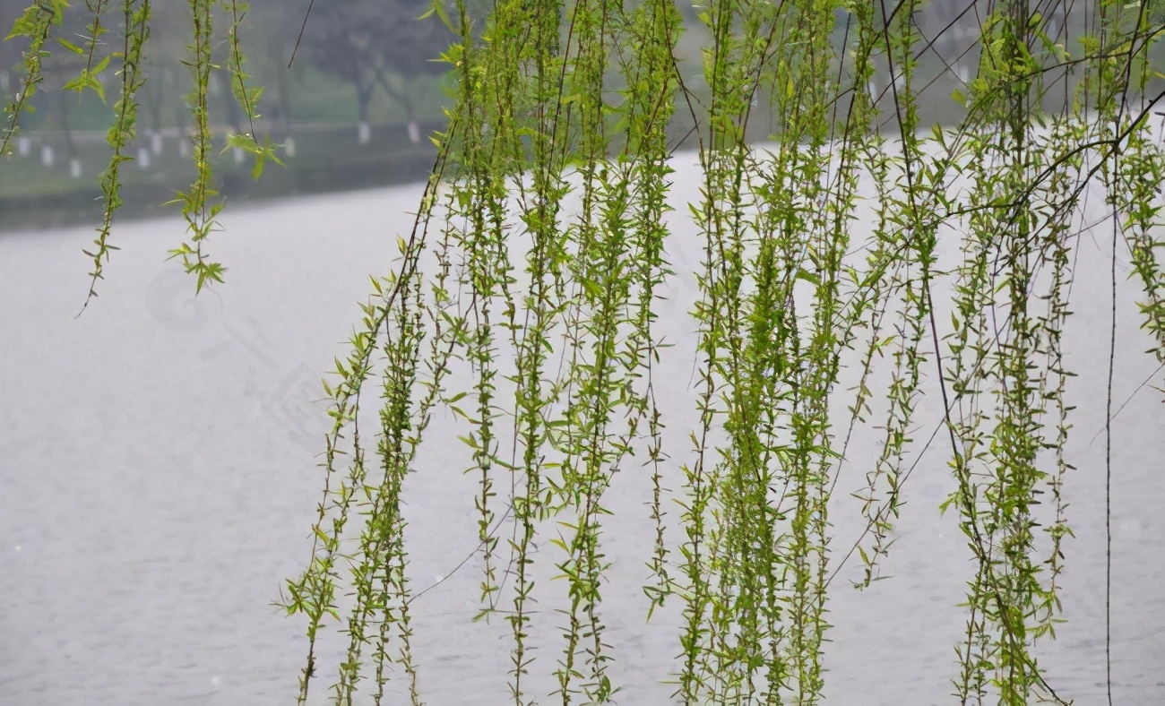 小学生优秀作文欣赏：《柳树》三篇，烟柳青青，正是春天好风景