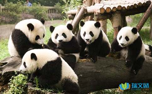 熊猫的资料简介