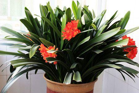 有心栽花花不开(有心栽花花不开,无心插柳柳成荫下一句)（有意种花，它不会开花（有意种花，它不会开花；无心种柳，它会遮阴。下一句）文章)