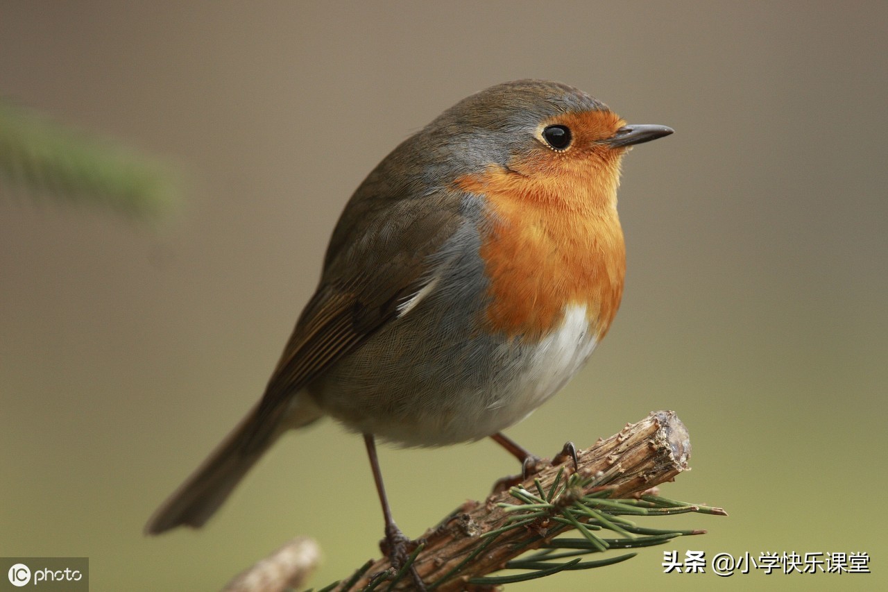 小学三年级优秀作文赏析——有关树的朋友(5篇),让孩子看一看