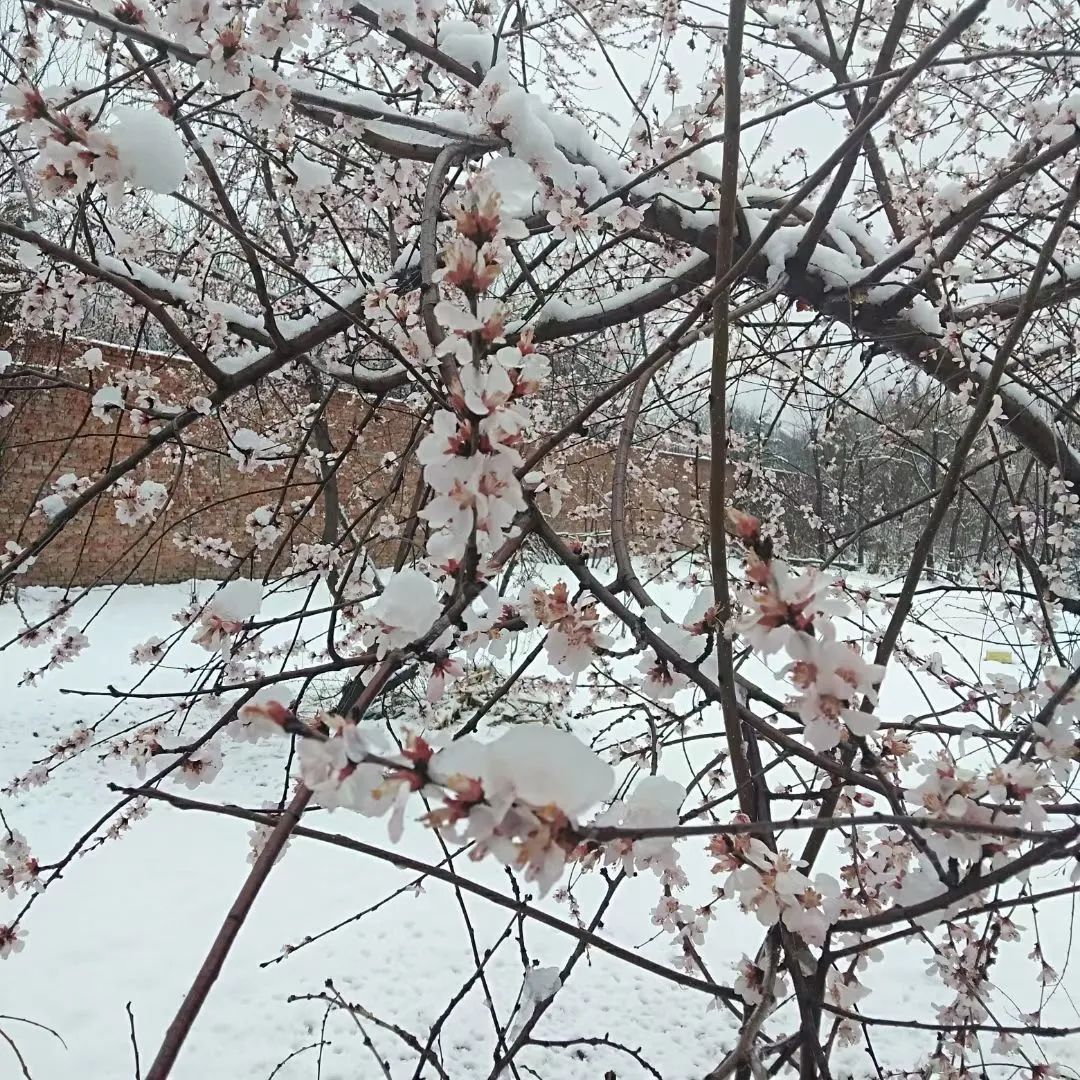 小学生优秀作文欣赏:《2021年的第一场雪》