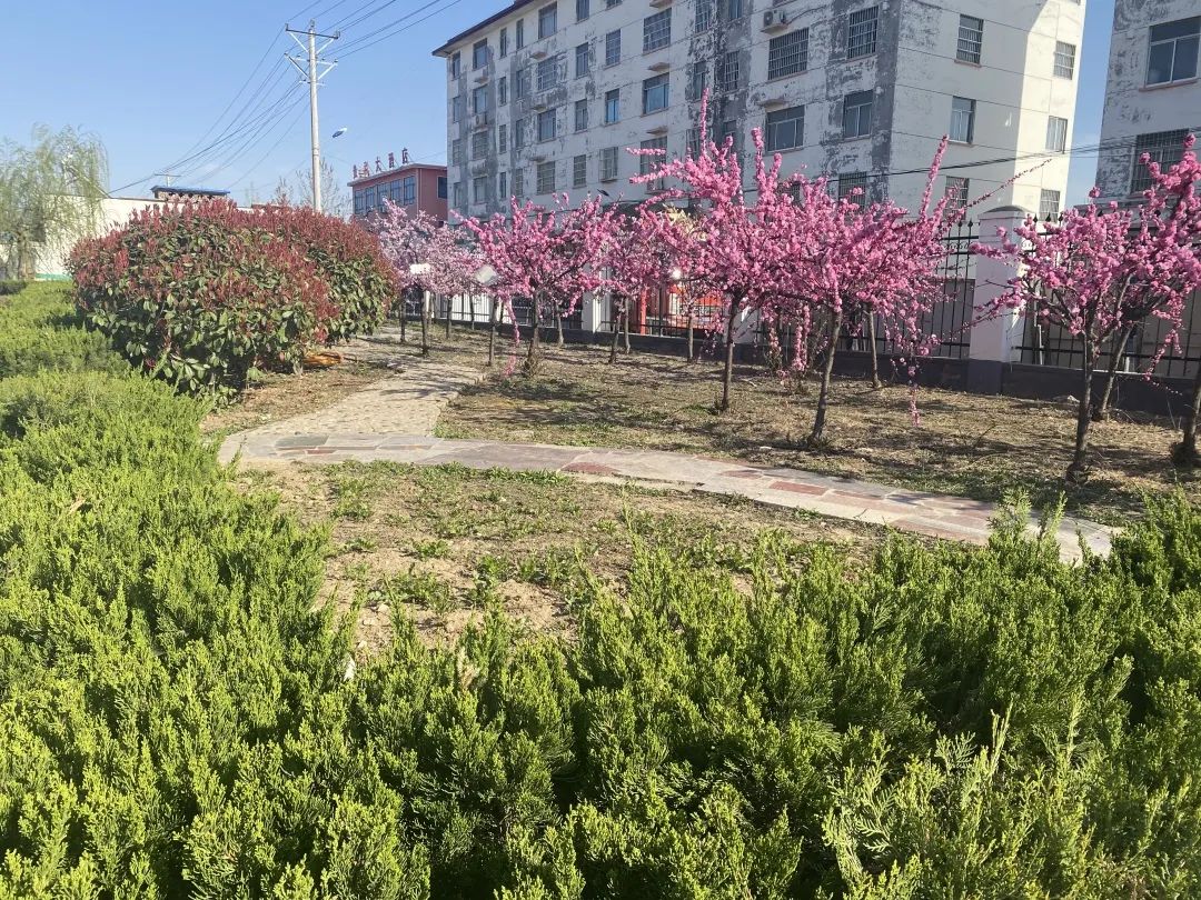 春暖花开，春色满园——新桥吉庆小学把春天的校园寄给你