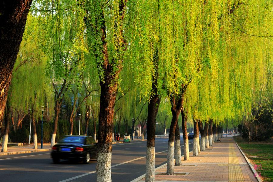 小学生优秀作文欣赏：《柳树》三篇，烟柳青青，正是春天好风景