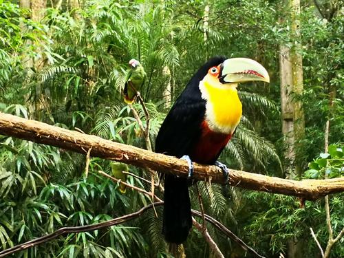 巴西热带雨林(巴西热带雨林的作用)（巴西热带雨林（巴西热带雨林的作用）文章) 