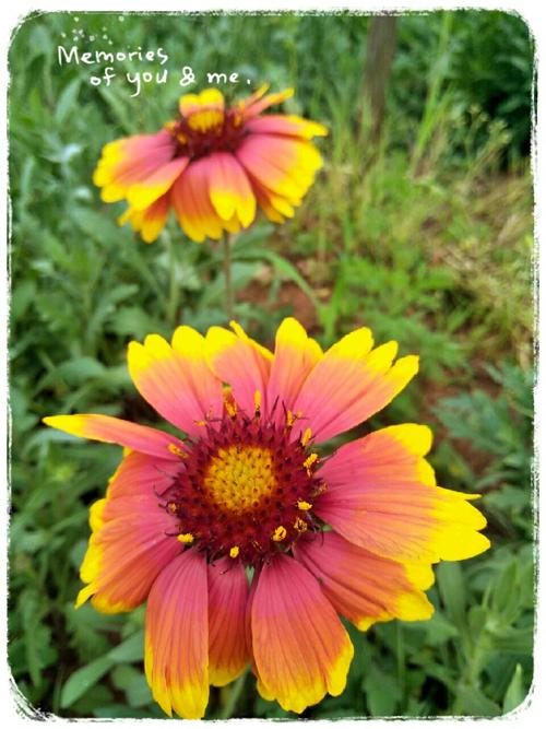 又是一年花开时