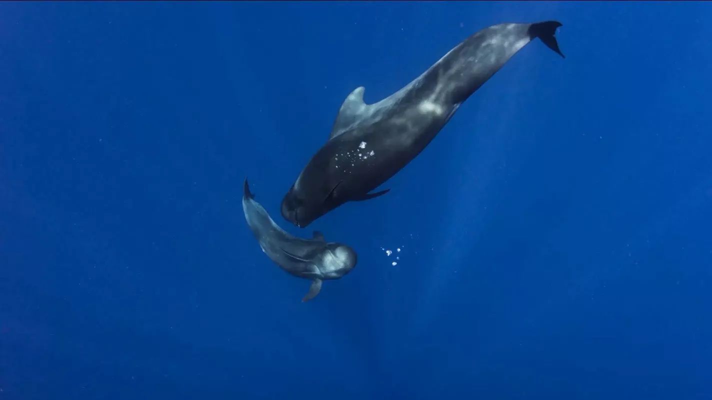 一只领航鲸妈妈的自白