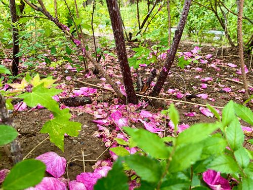 化作春泥更护花