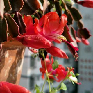 心是一棵会开花的树(顾晓蕊心是一棵会开花的树)（心是一棵开花的树（顾小睿的心是一棵开花的树）文章) 