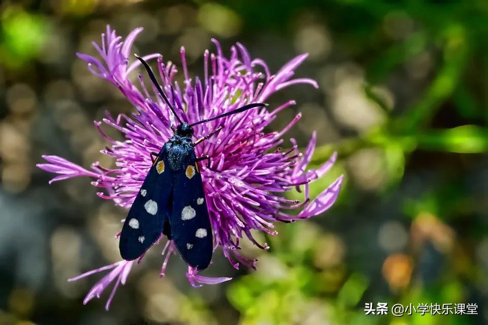 小学生优秀作文 :? ??《我们家的小白兔》《荒岛之旅》《飞蛾扑火》