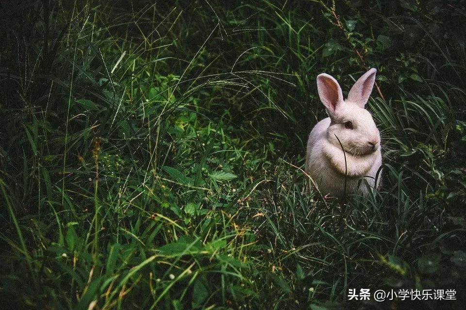 小学 作文(小学作文200字)（小学作文（小学作文200字）文章) 