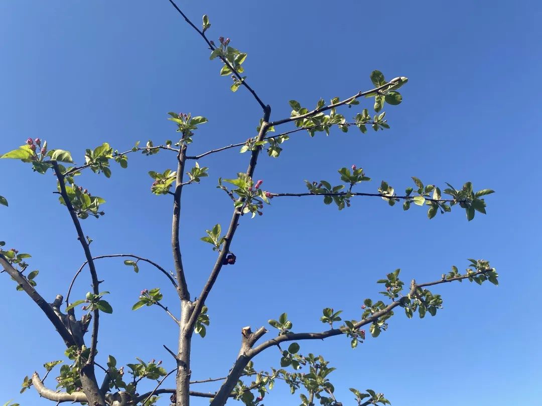 春暖花开，春色满园——新桥吉庆小学把春天的校园寄给你