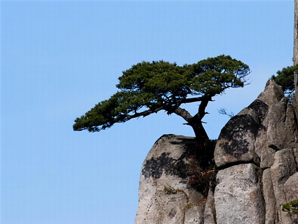 优秀作文:《生命的奇迹》