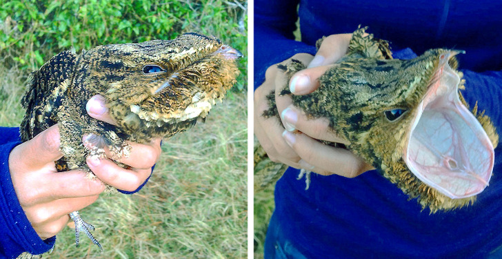 自然感觉(自然感觉到的最小的语音片段)（自然感觉（自然感觉到的最小言语片段）文章) 