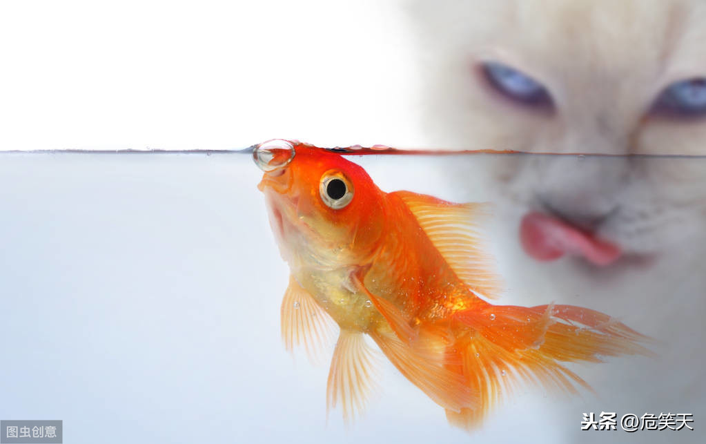 小学生作文《我喜爱的小动物》怎么写？