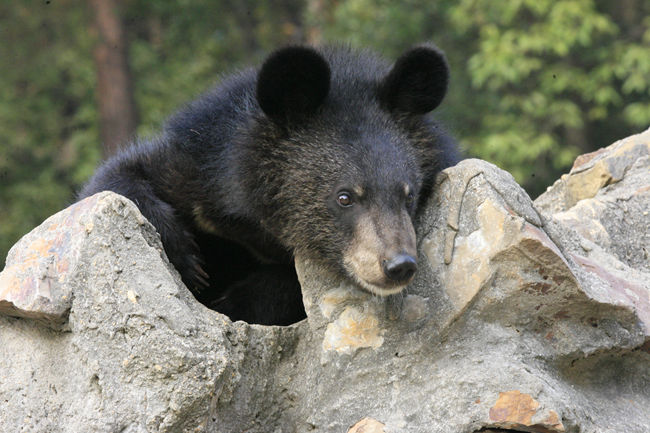 “黑熊掰棒子”的故事你还在信?它的智商比你想象的可高多了