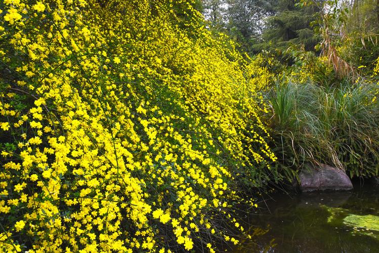 春风花草香(春风花草香泥融飞燕子沙暖睡鸳鸯)（春风花草香（春风花草香融泥土，燕子飞沙，温暖沉睡的鸳鸯）文章) 