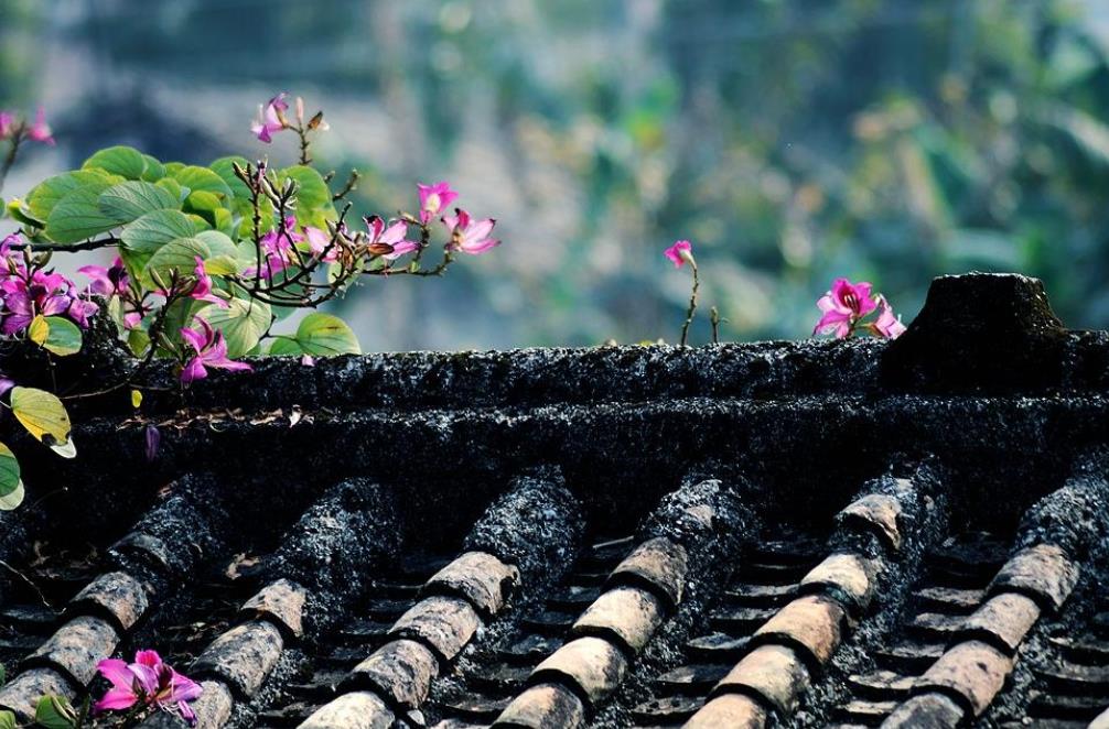 叶绍翁笔下这首绝美诗作，短短28个字跌宕起伏，道尽了春天的美