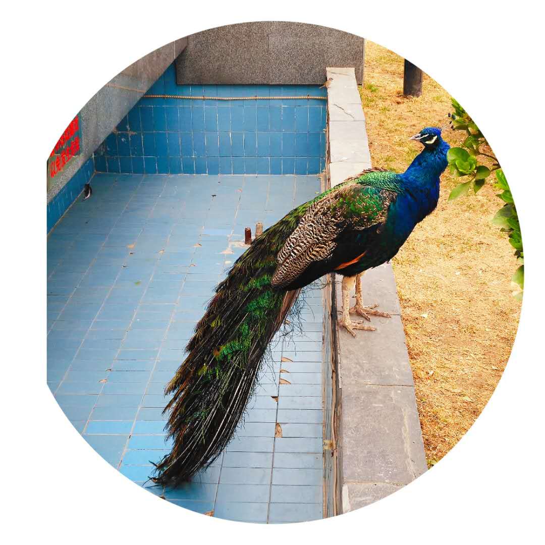 “琴瑟在御，岁月静好”唯美的句子配上唯美的图总有一个戳中你心