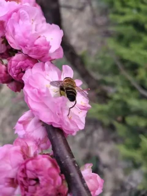 春暖花开，春色满园——新桥吉庆小学把春天的校园寄给你