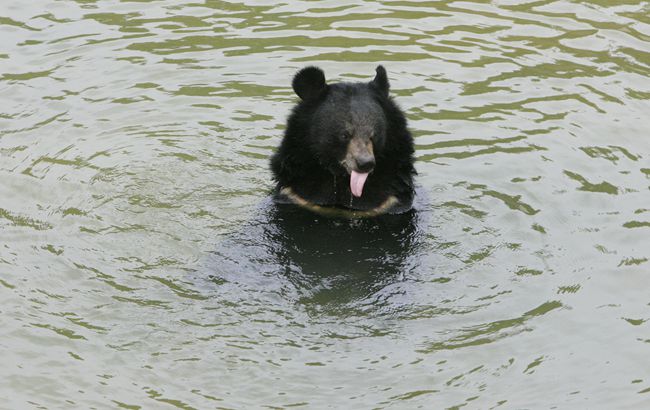 “黑熊掰棒子”的故事你还在信?它的智商比你想象的可高多了
