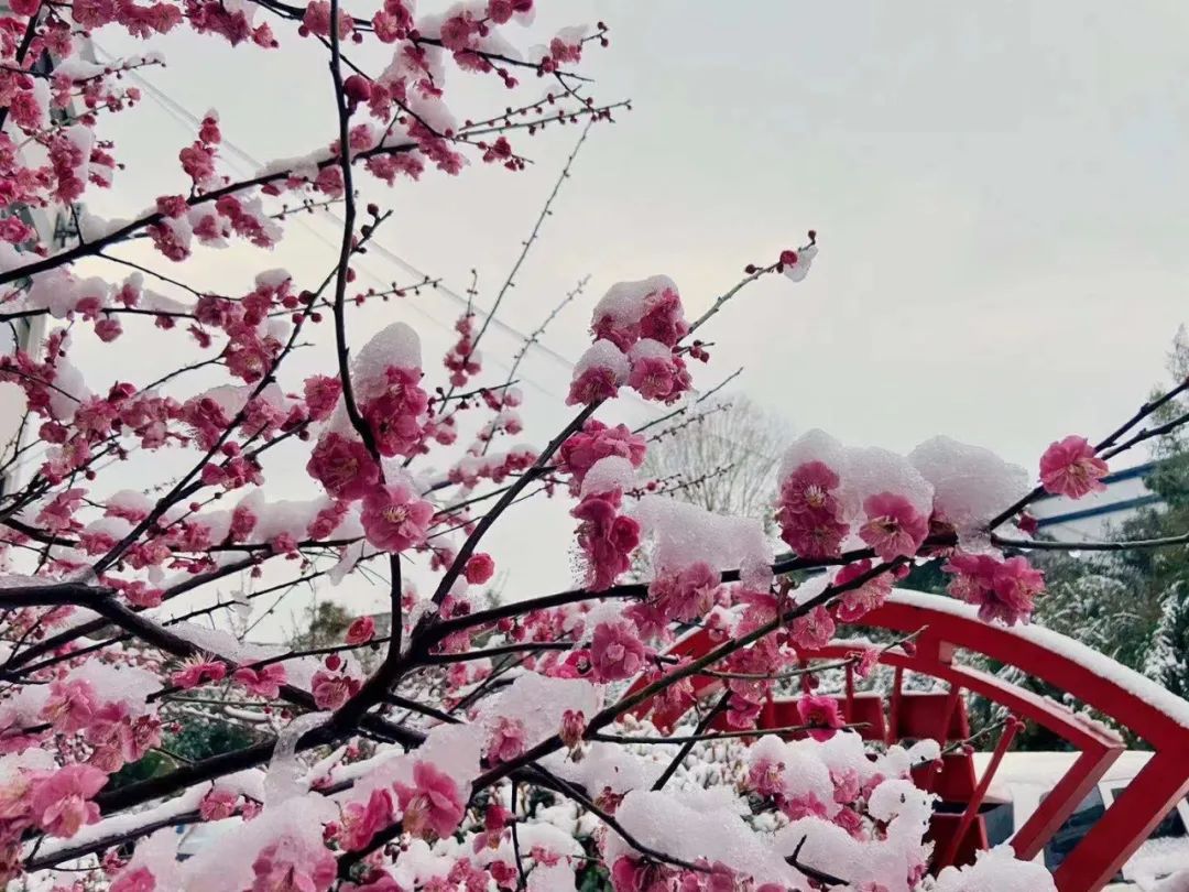 小学生优秀作文欣赏:《2021年的第一场雪》