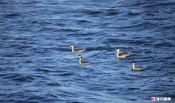 群鸟飞过湖面写一段话