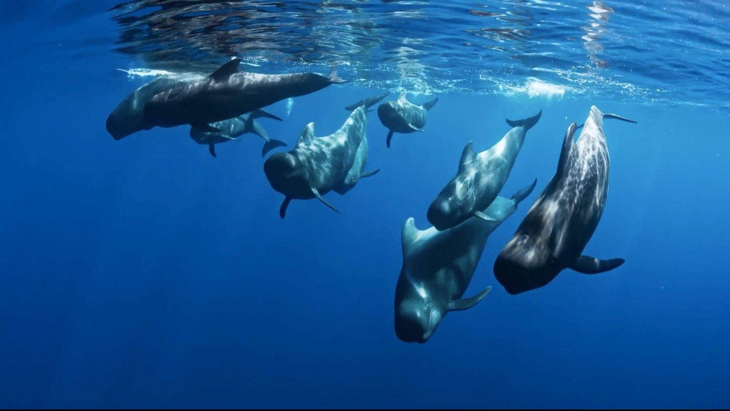 一只领航鲸妈妈的自白