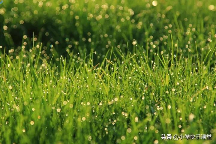 平凡的小草不平凡——写物学生日记周记作文700字