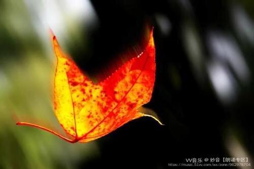 遗憾也是一种美