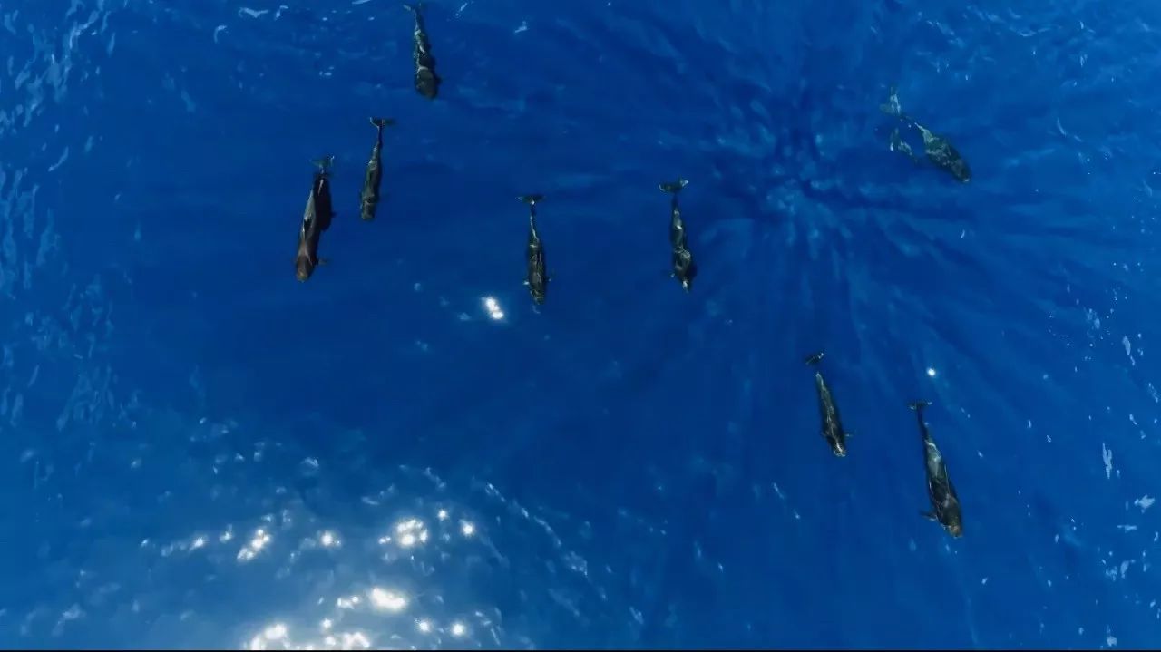 一只领航鲸妈妈的自白