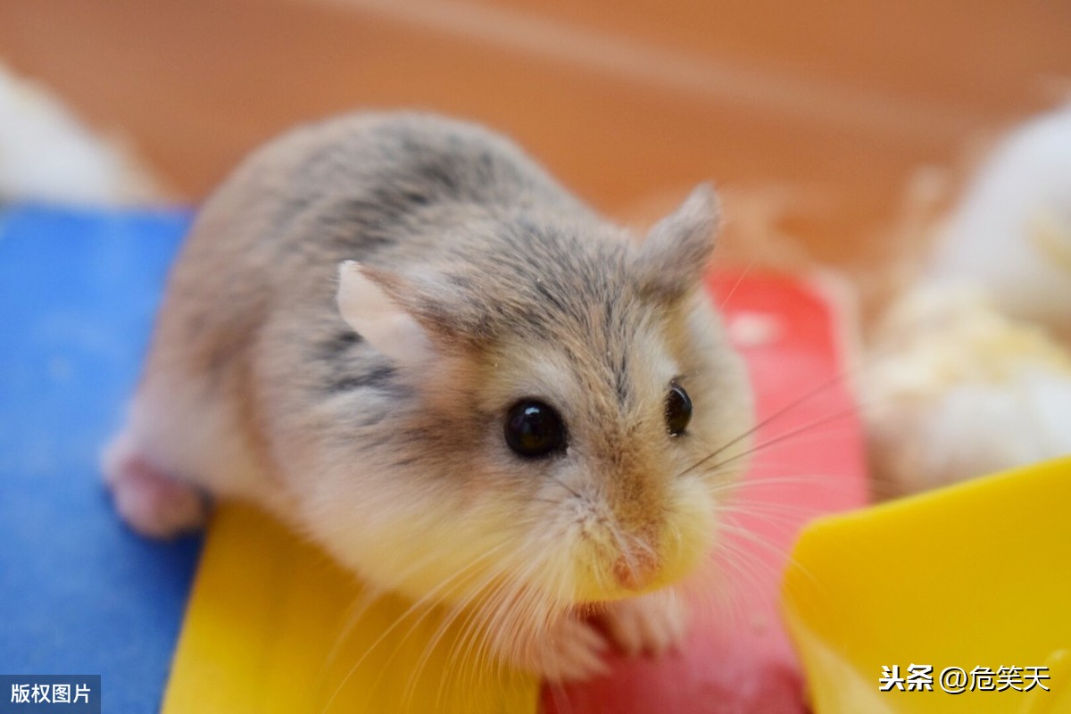 小学生作文《我喜爱的小动物》怎么写？