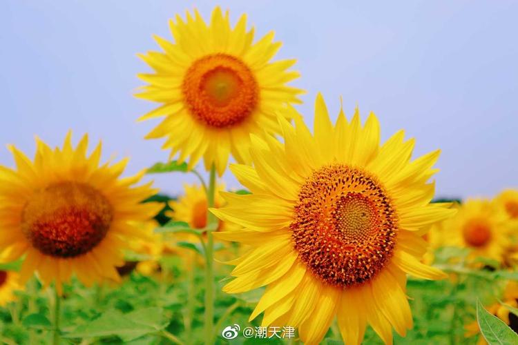 向阳而生作文(向阳而生作文800字记叙文)（向着太阳而生作文（800字叙事作文《向着太阳而生作文》）文章) 