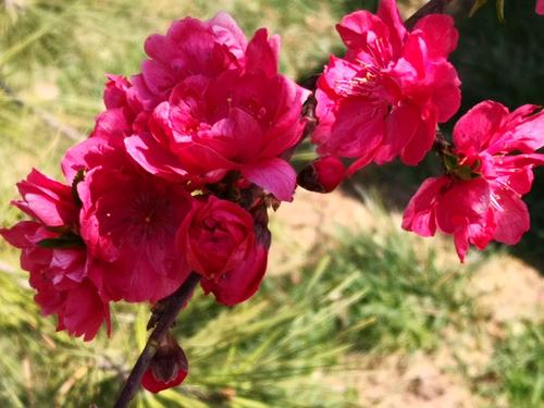 又是一年花开时