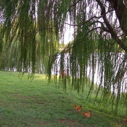 家乡的春夏秋冬