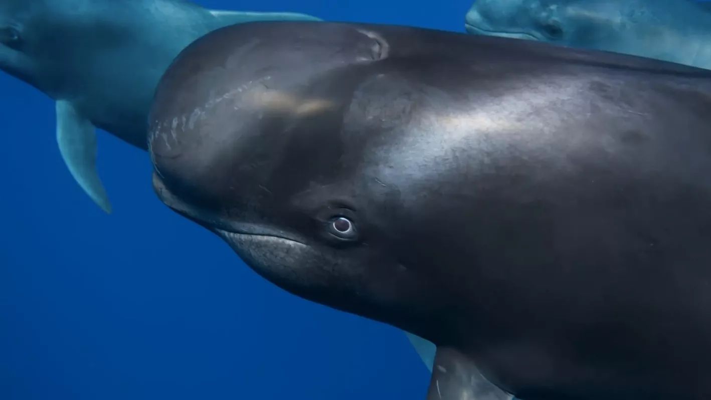 一只领航鲸妈妈的自白