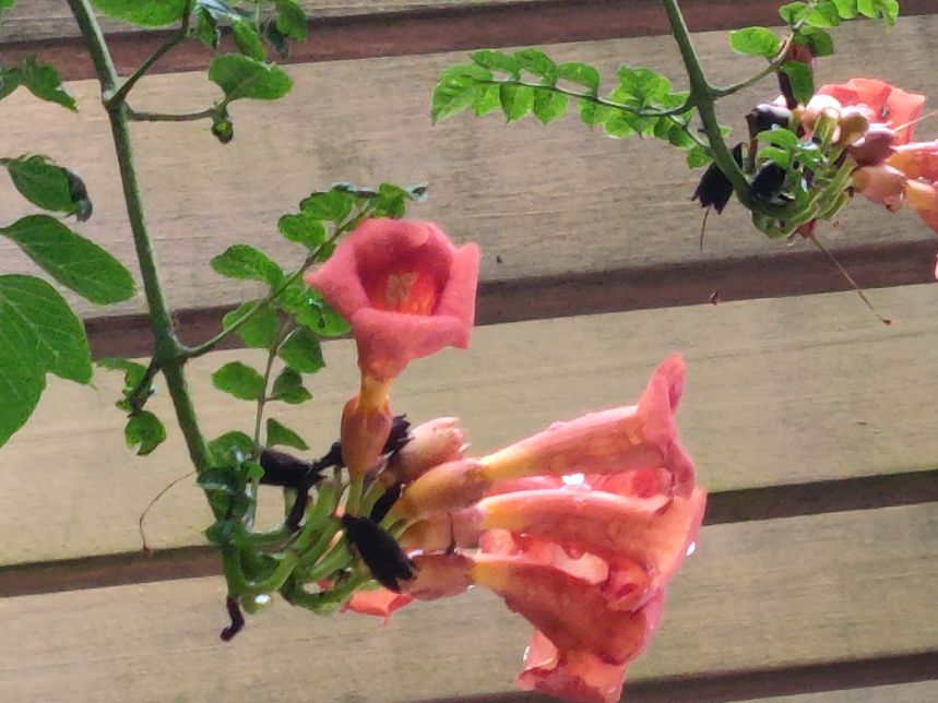 陪伴作文(陪伴作文500字左右)（陪伴作文（陪伴作文500字左右）文章) 