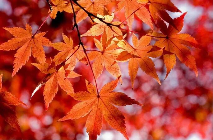 一个极其平凡的人(散文)