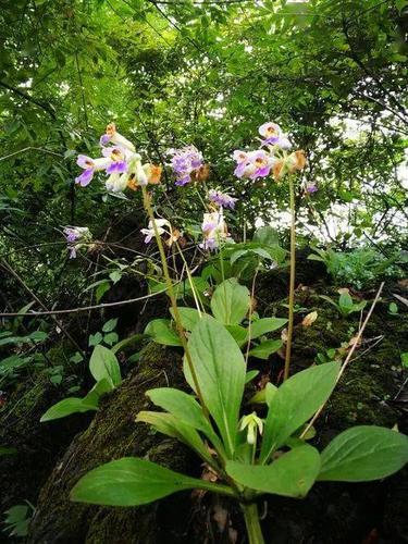 每一棵草都会开花