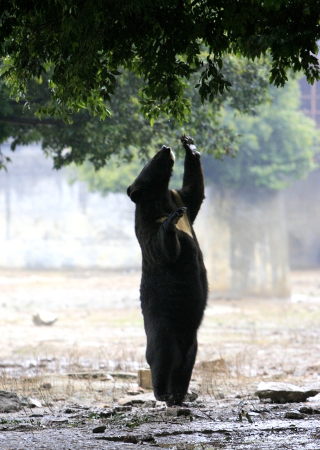 “黑熊掰棒子”的故事你还在信?它的智商比你想象的可高多了