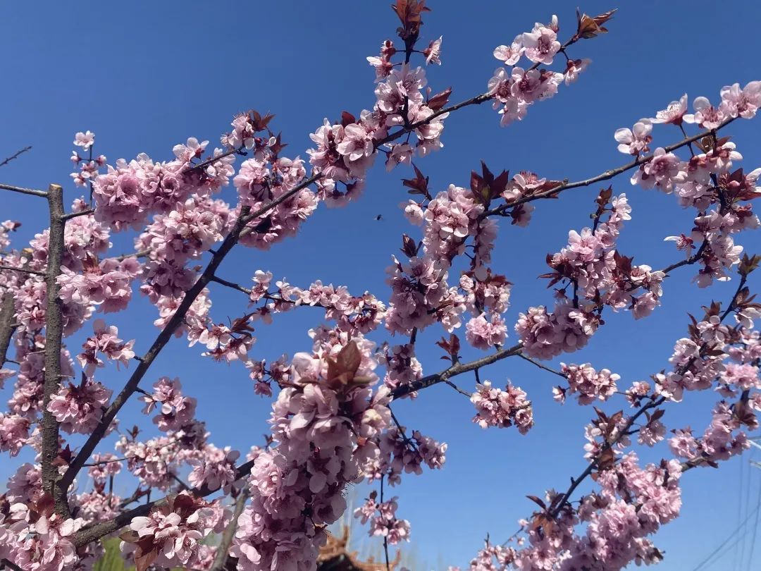 春暖花开，春色满园——新桥吉庆小学把春天的校园寄给你