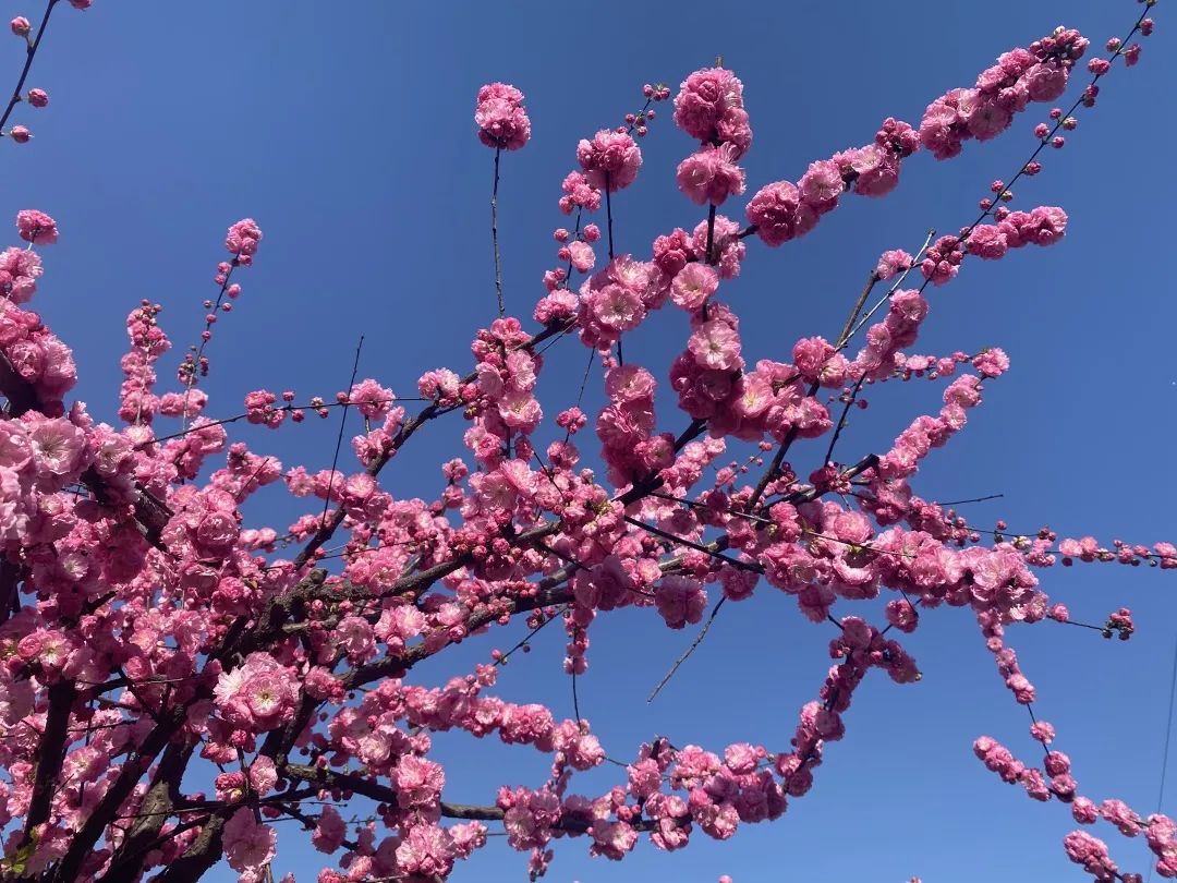 春天的校园(春天的校园简笔画)（春天校园（春天校园简图）文章) 