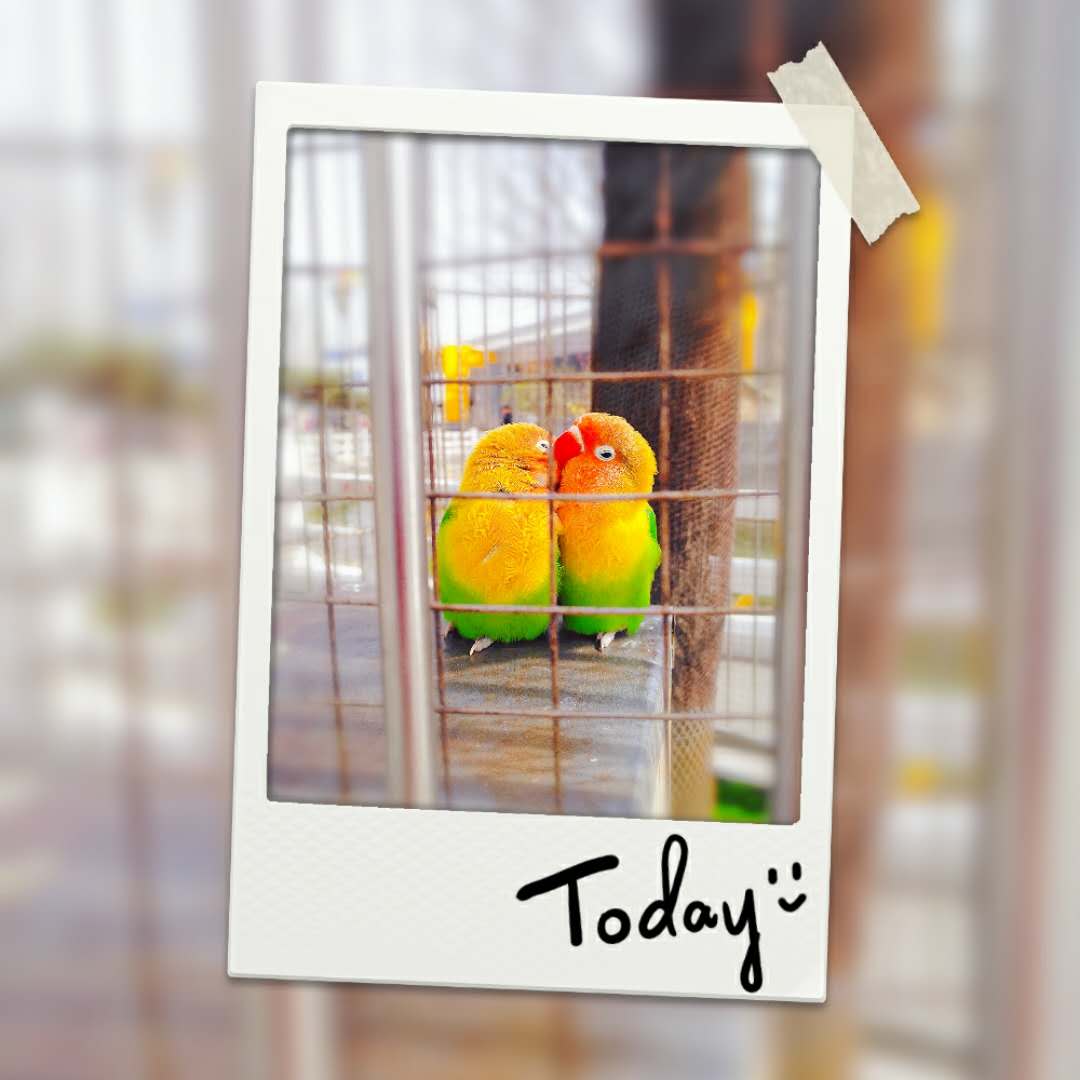 “琴瑟在御，岁月静好”唯美的句子配上唯美的图总有一个戳中你心