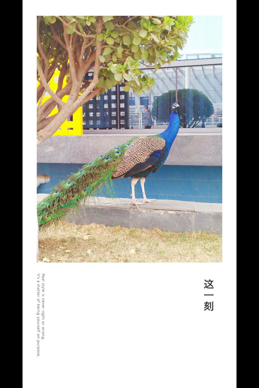 “琴瑟在御，岁月静好”唯美的句子配上唯美的图总有一个戳中你心