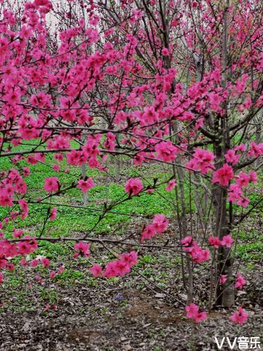 姹紫嫣红开遍