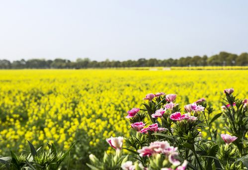 姹紫嫣红开遍(姹紫嫣红开遍阅读答案)（七彩花开遍地（阅读七彩花开遍地答案）文章) 