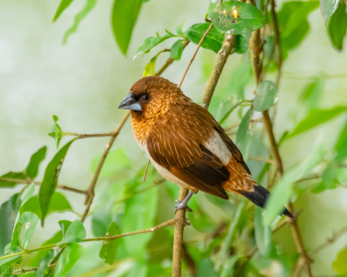 给父亲的一封信