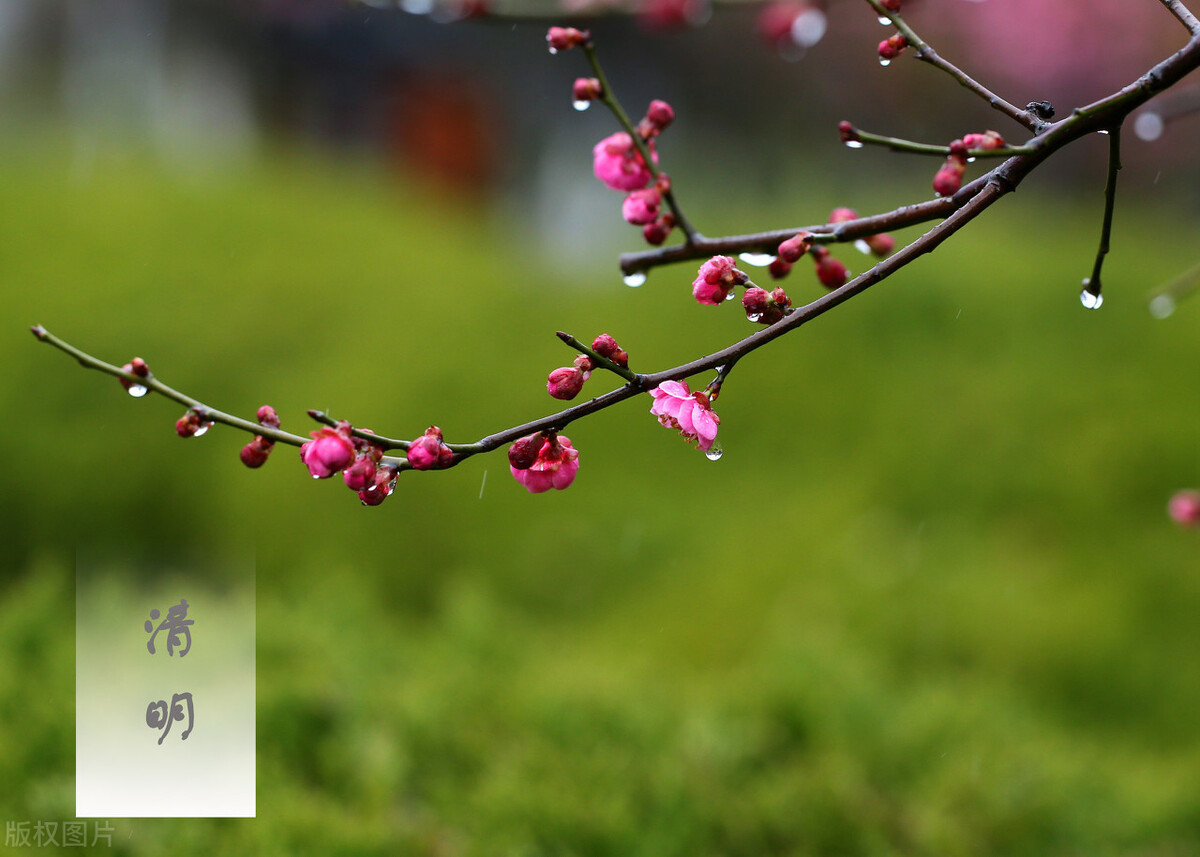 孩子不会写作文《难忘的清明节》？你可以从古诗词中寻找灵感