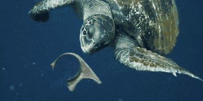 一只领航鲸妈妈的自白